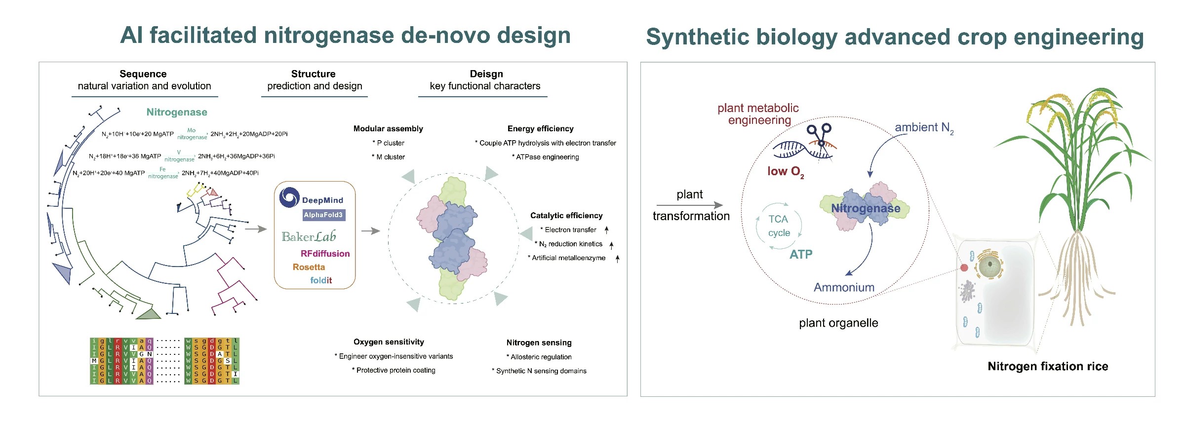 Modification of plant nitrogen fixation