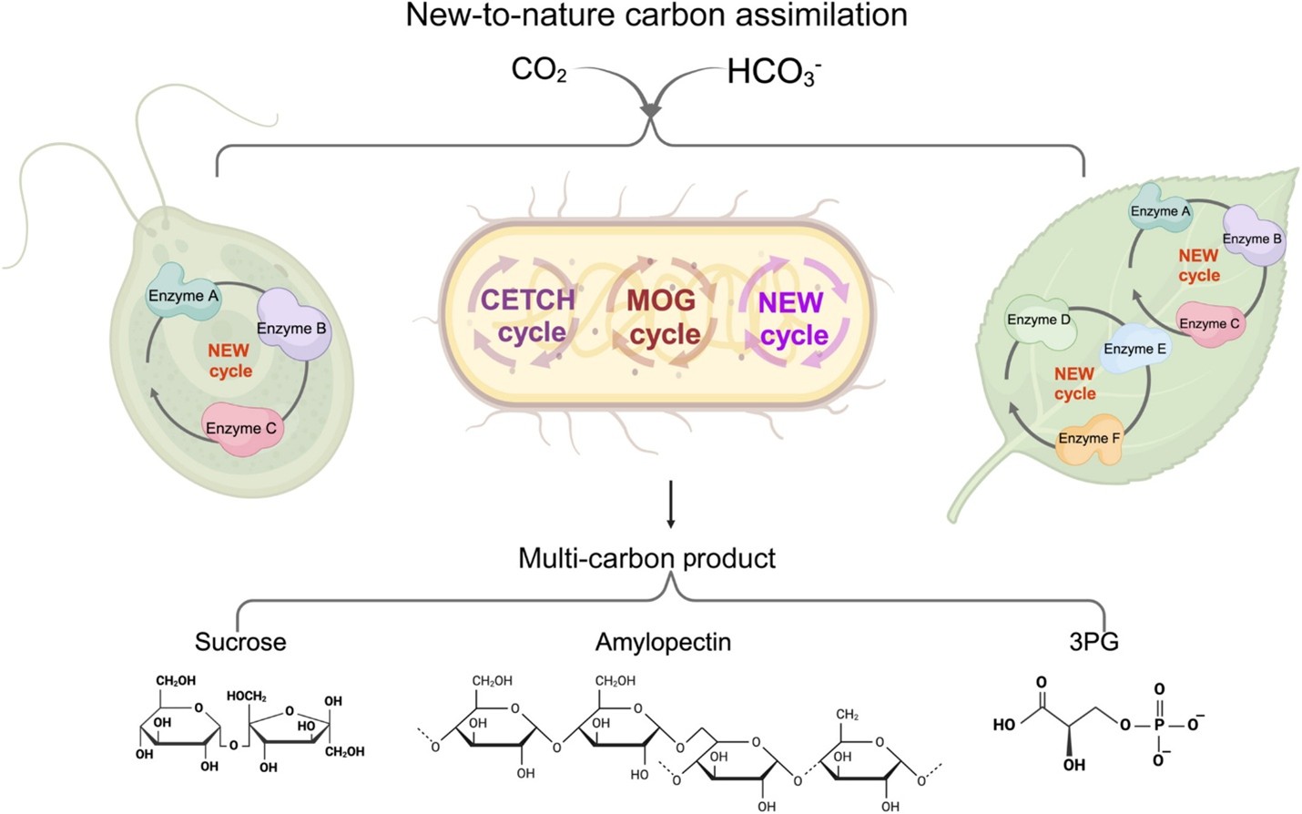 Modification of photosynthesis systems