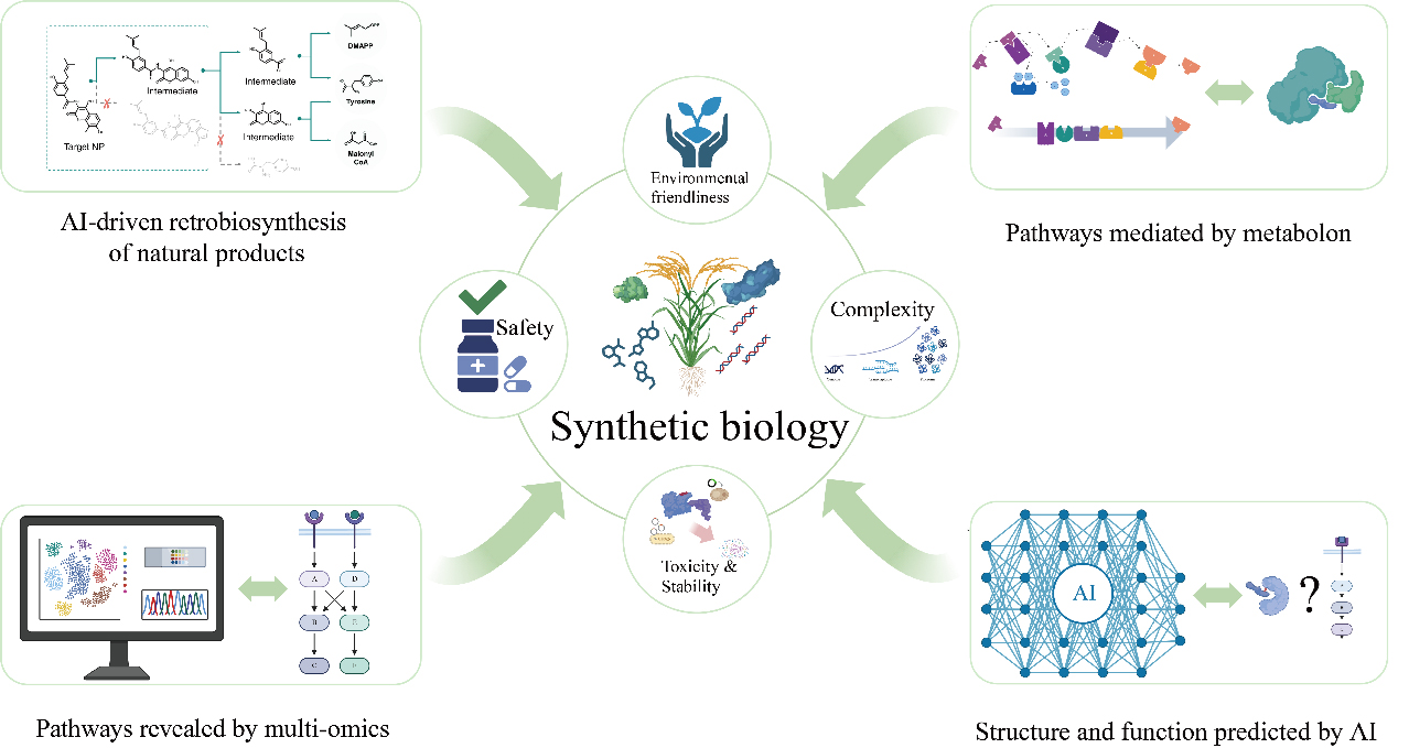 Secondary metabolite design and synthesis